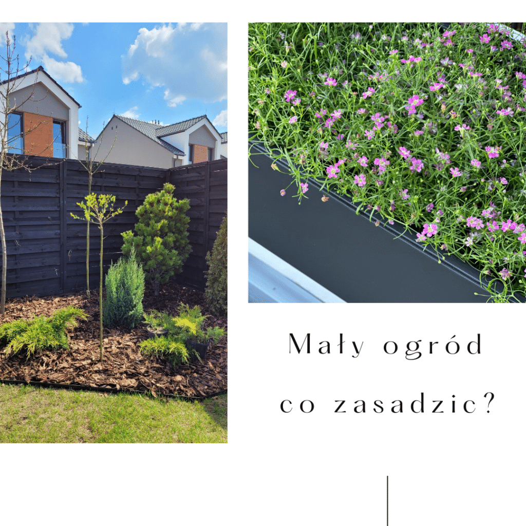 Mały ogród w bliźniaku - co zasadzić?